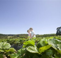 Sunny Ridge Strawberry Farm - Redcliffe Tourism