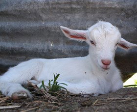 Jannei Artisan Cheese Makers - Redcliffe Tourism 1
