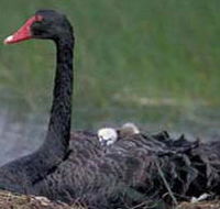 French Island Marine National Park - Redcliffe Tourism