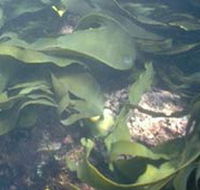 Churchill Island Marine National Park - Redcliffe Tourism