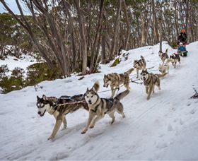 Mt Baw Baw Alpine Resort - Redcliffe Tourism 5