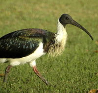 Toowoomba Water Bird Habitat - Redcliffe Tourism