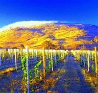 Surveyors Hill Winery - Redcliffe Tourism