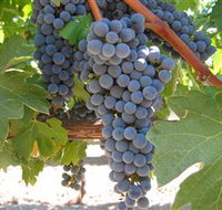 Joshuas Fault Wine - Redcliffe Tourism