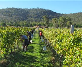 Savina Lane Premum Wines - Redcliffe Tourism 1