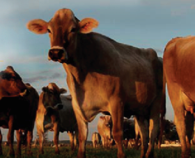 Hunter Belle Cheese - Redcliffe Tourism 2