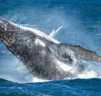 Sydney Whale Watching - Redcliffe Tourism