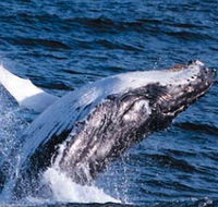 Sydney Eco Whale Watching - Redcliffe Tourism