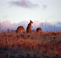 Dingo Tours - Redcliffe Tourism