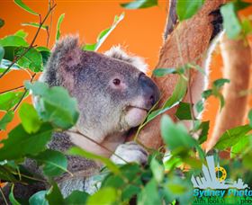 Sydney Photo Tours - Redcliffe Tourism 2
