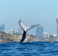 Oz Whale Watching - Redcliffe Tourism