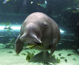 SEA LIFE Sydney Aquarium - Redcliffe Tourism 1