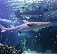 SEA LIFE Sydney Aquarium - Redcliffe Tourism