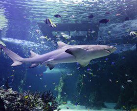 SEA LIFE Sydney Aquarium - Redcliffe Tourism 0