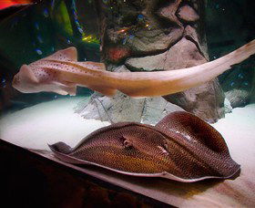 SEA LIFE Sydney Aquarium - Redcliffe Tourism 4