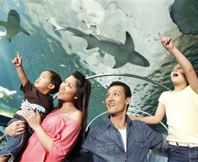 SEA LIFE Sydney Aquarium - Redcliffe Tourism 7