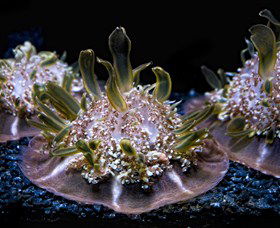 SEA LIFE Sydney Aquarium - Redcliffe Tourism 8
