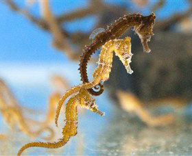 SEA LIFE Sydney Aquarium - Redcliffe Tourism 6