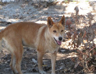 Cohunu Koala Park - Redcliffe Tourism 0