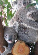 Cohunu Koala Park - Redcliffe Tourism 1