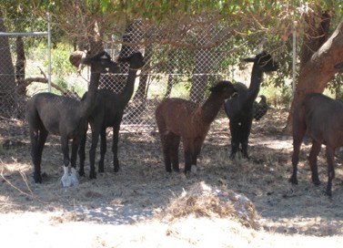 Cohunu Koala Park - Redcliffe Tourism 2