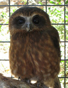 Cohunu Koala Park - Redcliffe Tourism 3