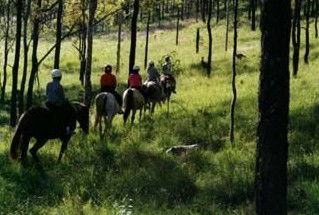 Hunter Valley Horse Riding And Adventures - Redcliffe Tourism 0