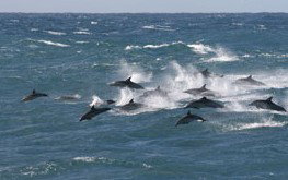 Tamboi Queen Cruises - Redcliffe Tourism 0