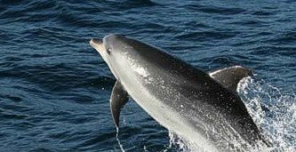 Tamboi Queen Cruises - Redcliffe Tourism 2