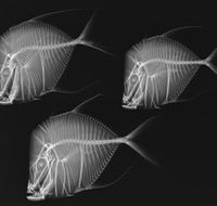 X-Ray Vision Fish Inside Out - Redcliffe Tourism