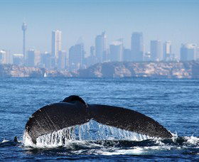 Bass & Flinders Cruises - Redcliffe Tourism 1