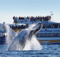 Bass  Flinders Cruises - Redcliffe Tourism