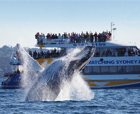 Bass & Flinders Cruises - Redcliffe Tourism 0