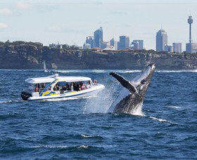 Bass & Flinders Cruises - Redcliffe Tourism 2