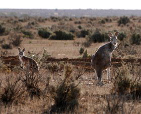 Silver City Tours - Redcliffe Tourism 1