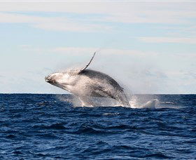 Manly Ocean Adventures - Redcliffe Tourism 4