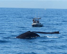 Manly Ocean Adventures - Redcliffe Tourism 3