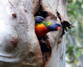 West Pennant Hills NSW Redcliffe Tourism