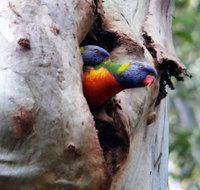 Cumberland State Forest - Redcliffe Tourism