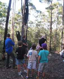 Boronia Tours - Redcliffe Tourism 1