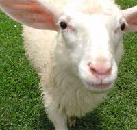 Golden Ridge Animal Farm - Redcliffe Tourism