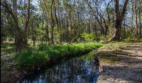 Scheyville Horse Riding Trails - Redcliffe Tourism 2