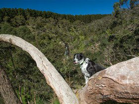 Ingalalla Waterfalls - Redcliffe Tourism 1