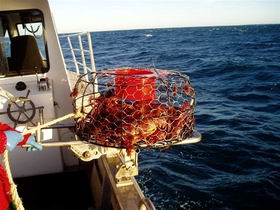 Lacepede Seafood - Redcliffe Tourism 1