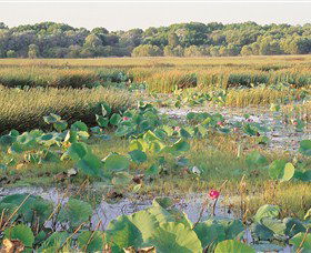 Fogg Dam Conservation Reserve - Redcliffe Tourism 0