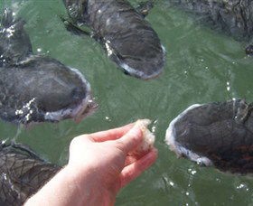 Aquascene - Redcliffe Tourism 1