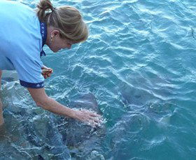 Aquascene - Redcliffe Tourism 2