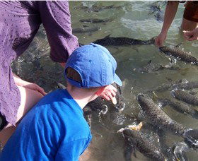 Aquascene - Redcliffe Tourism 0