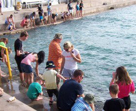 Aquascene - Redcliffe Tourism 3