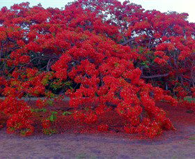 George Brown Darwin Botanic Gardens - Redcliffe Tourism 1